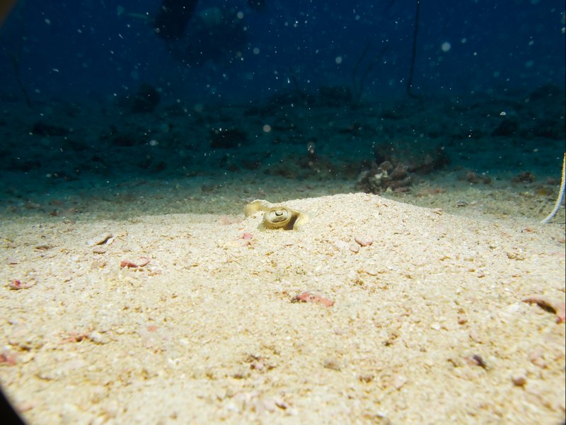 Blue spotted fan tail ray